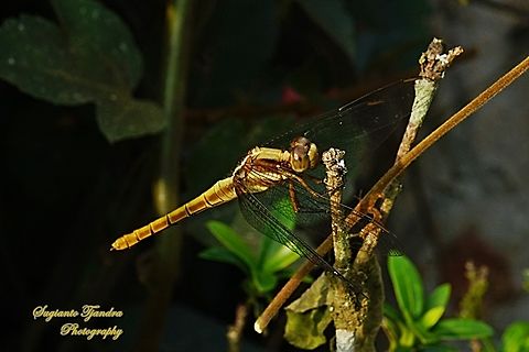 Blue marsh hawk, Orthetrum glaucum-female  Blue Marsh Hawk,Geotagged,Indonesia,Orthetrum glaucum,Winter