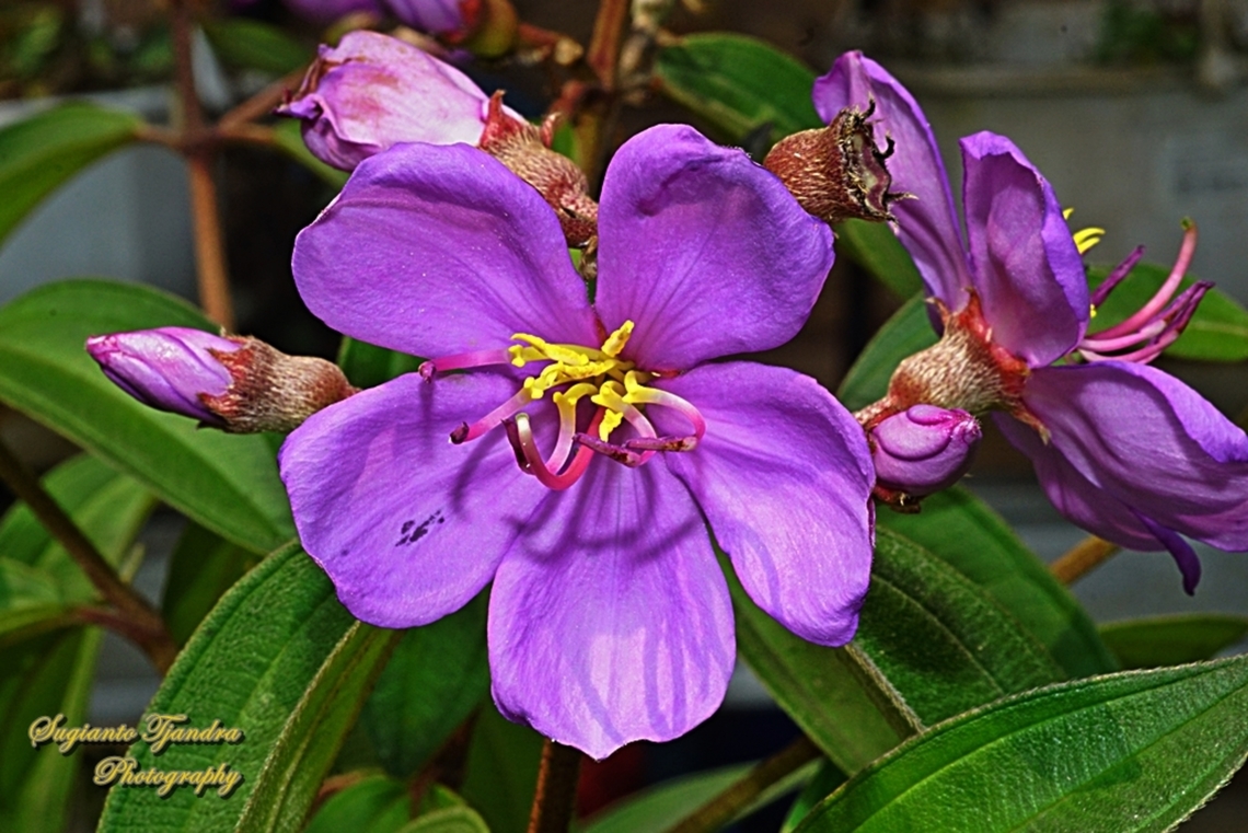 Senduduk flower, Malabar melastoma Melastoma malabathricum, family Melastomataceae  Geotagged,Indonesia,Melastoma malabathricum,Winter
