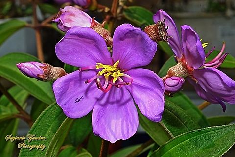 Senduduk flower, Malabar melastoma Melastoma malabathricum, family Melastomataceae  Geotagged,Indonesia,Melastoma malabathricum,Winter