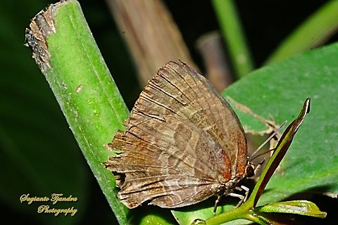 The Plain Plushblue, Flos apidanus apidanus  Flos apidanus,Geotagged,Indonesia,Plain plushblue,Winter