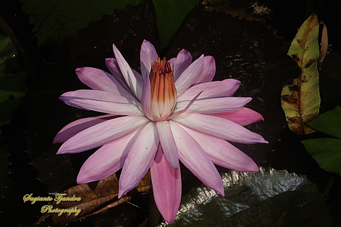 Pink water lily flower, Nymphaea rubra, Nymphaeaceae  Geotagged,Indonesia,Nymphaea rubra,Red Water Lily,Winter