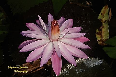 Pink water lily flower, Nymphaea rubra, Nymphaeaceae  Geotagged,Indonesia,Nymphaea rubra,Red Water Lily,Winter