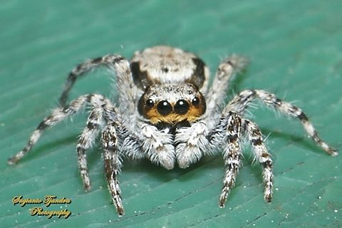 Gray Wall Jumping Spider, Menemerus boviiatus  Geotagged,Gray wall jumper,Indonesia,Menemerus bivittatus,Winter