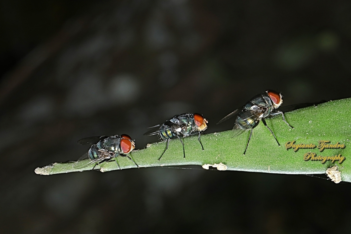 Oriental Latrine Fly, Chrysomya megacephala, family Calliphoridae  Chrysomya megacephala,Geotagged,Indonesia,Oriental Latrine Fly,Winter