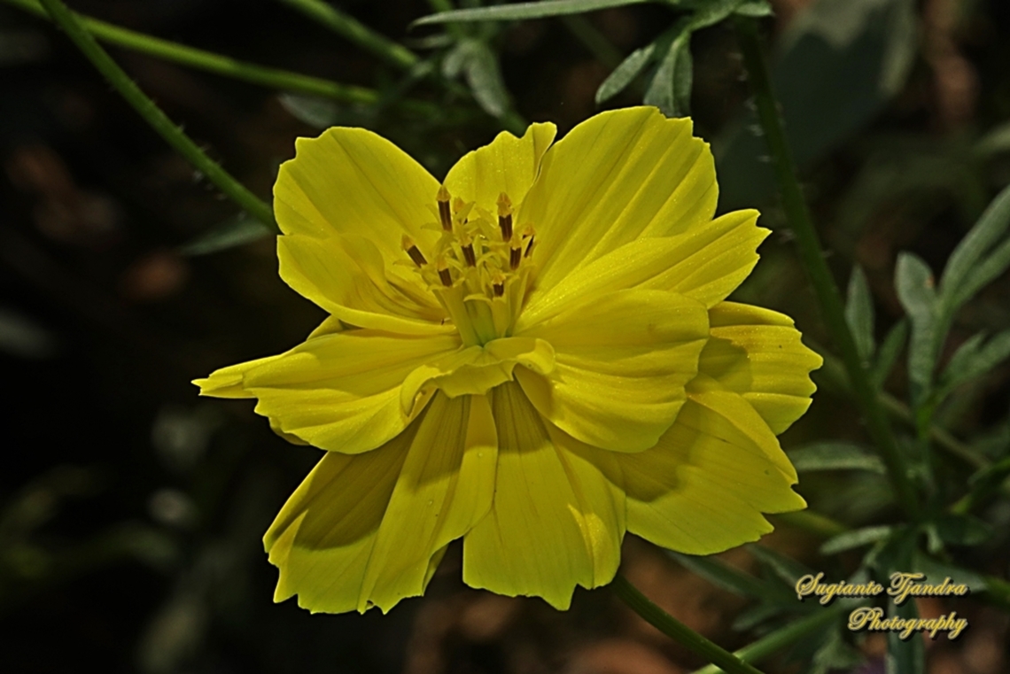 Yellow Cosmos flower, Cosmos sulphureus  Cosmos sulphureus,Geotagged,Indonesia,Sulfur Cosmos,Winter