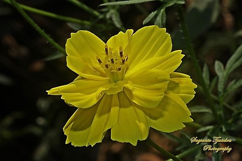 Yellow Cosmos flower, Cosmos sulphureus  Cosmos sulphureus,Geotagged,Indonesia,Sulfur Cosmos,Winter