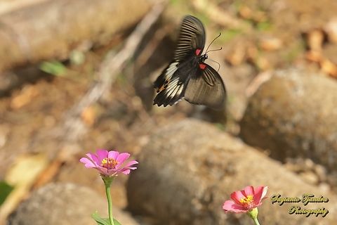 Great Mormon Butterfly, Papilio memnon memnon f. hiera  Geotagged,Great Mormon,Indonesia,Papilio memnon,Winter