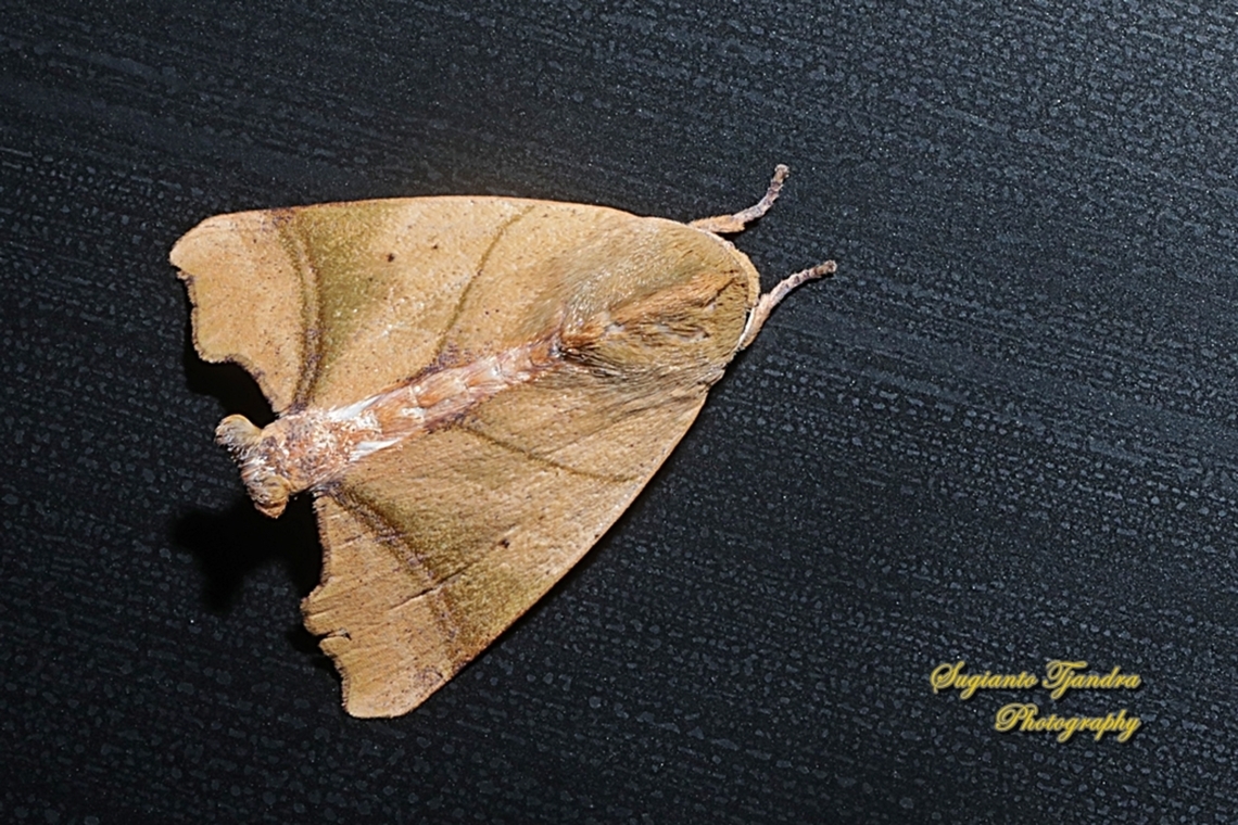 Carea Angulata Moth, family Nolidae  Carea angulata,Geotagged,Indonesia,Winter