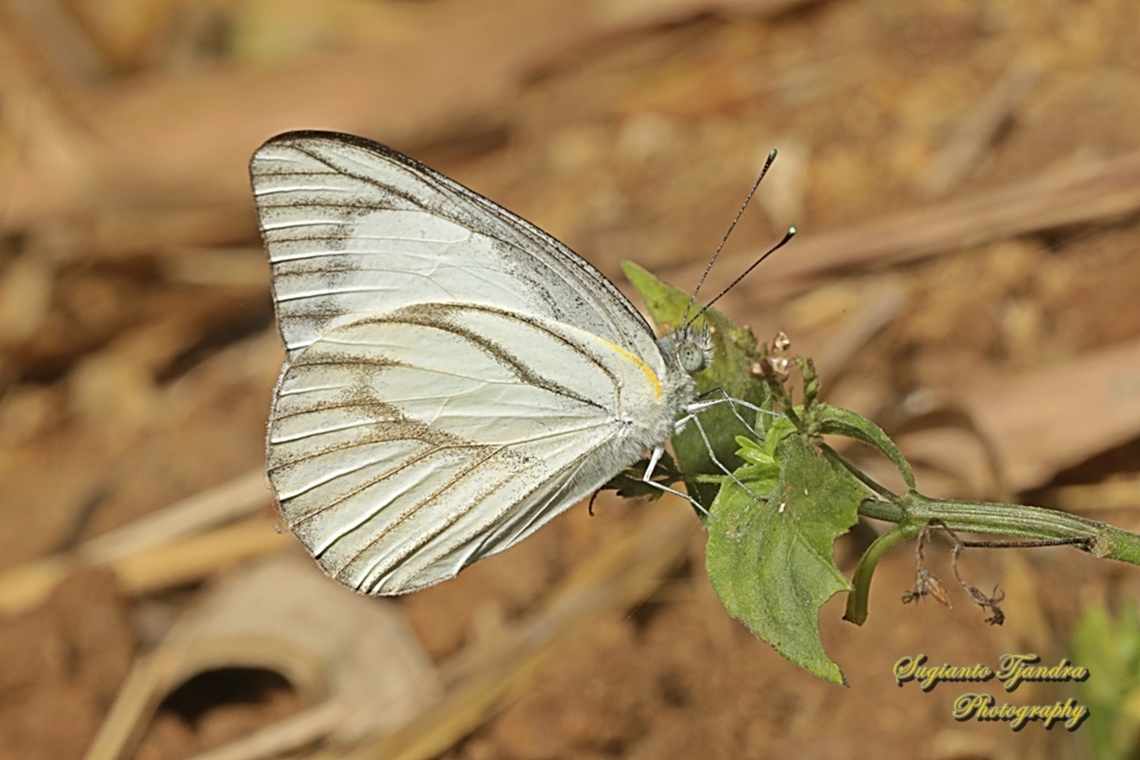 Striped Albatross Butterfly, Appias olferna olferna  Appias olferna,Eastern striped albatross,Geotagged,Indonesia,Winter