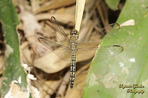 Red-winged Dragonfly, Neurothemis terminata, family Libellulidae - Female  Geotagged,Indonesia,Indonesian Red-winged Dragonfly,Neurothemis terminata,Winter