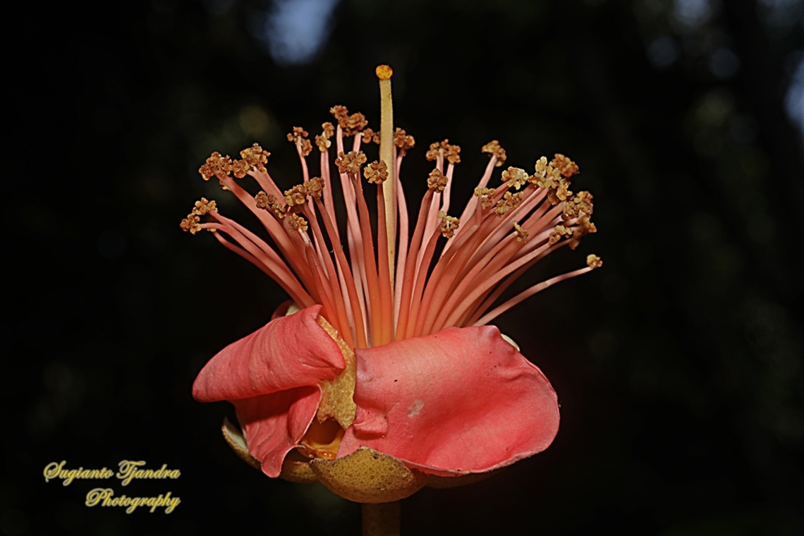 Durian flower, Durio zibethinus  Durian,Durio zibethinus,Geotagged,Indonesia,Winter