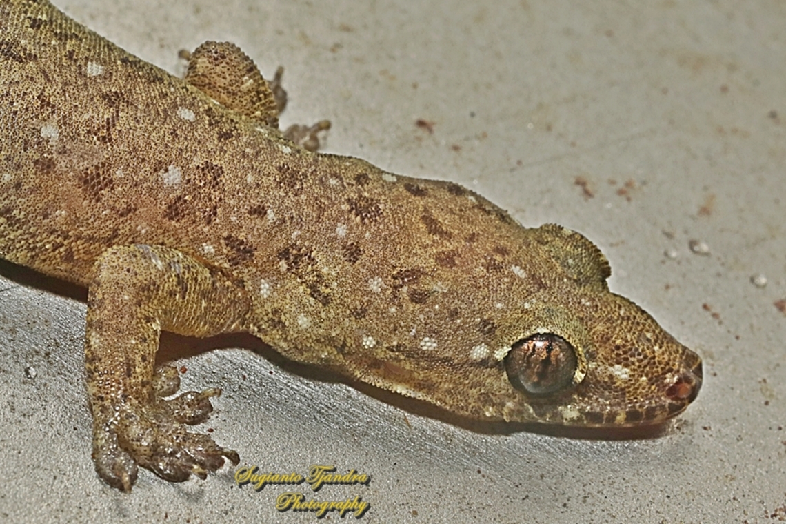 Tender-skinned house gecko, Gehyra mutilata, family Gekkonidae  Four-clawed gecko,Gehyra mutilata,Geotagged,Indonesia,Winter