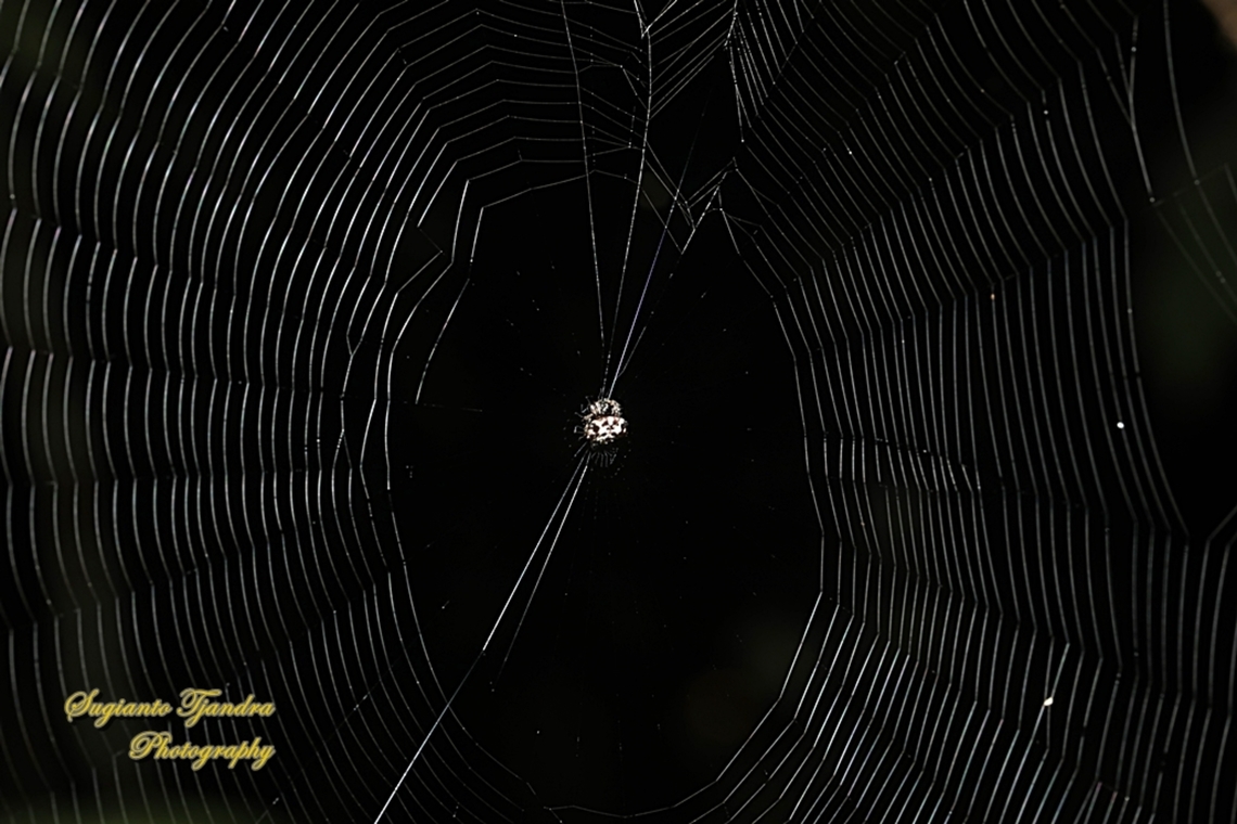 Black-and-white Spiny Spider, Gasteracantha kuhli  Black-and-white Spiny Spider,Gasteracantha kuhli,Geotagged,Indonesia,Winter