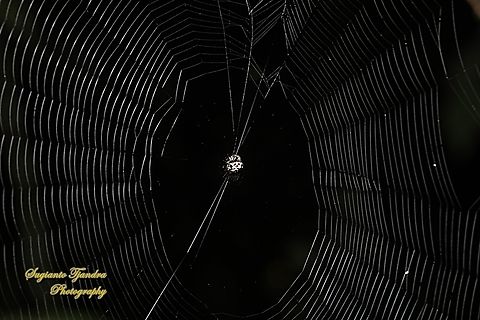 Black-and-white Spiny Spider, Gasteracantha kuhli  Black-and-white Spiny Spider,Gasteracantha kuhli,Geotagged,Indonesia,Winter