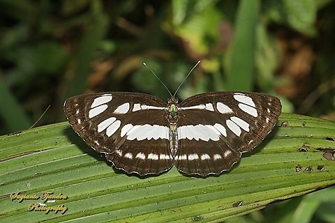 Common Sailor Butterfly, Neptis hylas matuta  Common sailor,Geotagged,Indonesia,Neptis hylas,Winter