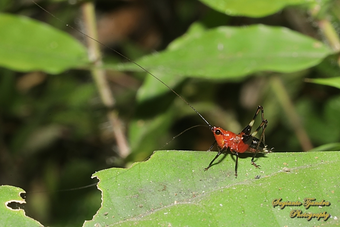 Red bush-cricket (Katydid), Conocephalus melanus, family Tettigoniidae  Conocephalus melaenus,Geotagged,Indonesia,Winter