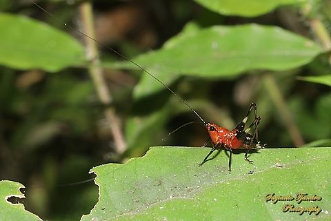 Red bush-cricket (Katydid), Conocephalus melanus, family Tettigoniidae  Conocephalus melaenus,Geotagged,Indonesia,Winter
