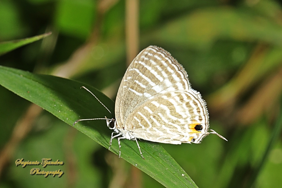 Common cerulean Butterfly, Jamides Celeno, family Lycaenidae  Common cerulean,Geotagged,Indonesia,Jamides celeno,Winter