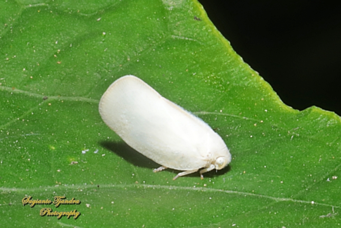 Flatid planthopper, Flatidae  Geotagged,Indonesia,Winter