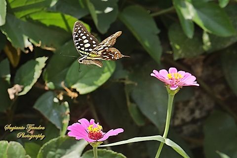 Tailed Jay Butterfly, Graphium agamemnon  Geotagged,Graphium agamemnon,Indonesia,Tailed Jay,Winter