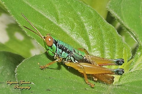 Grasshopper, Caryandra Spuria  Caryandra Spuria,Geotagged,Indonesia,Winter