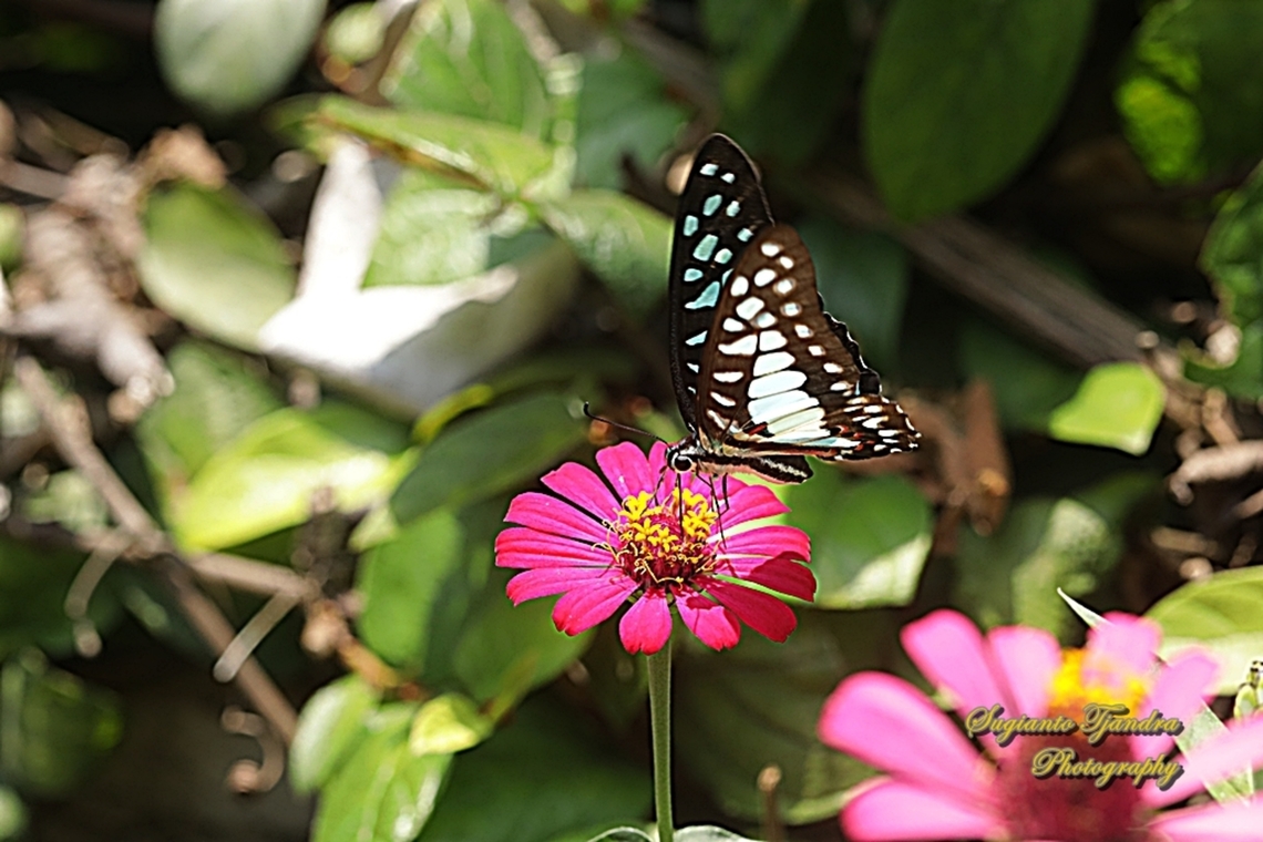Common Jay, Graphium doson evemonides  Common Jay,Geotagged,Graphium doson,Indonesia,Winter