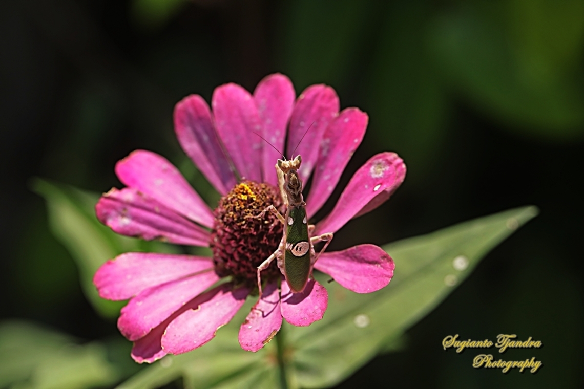 Jeweled Flower Mantis, Creobroter gemmatus  Creobroter gemmatus,Geotagged,Indonesia,Jeweled Flower Mantis,Winter