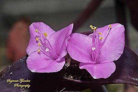 Purple Heart, Tradescantia pallida  Geotagged,Indonesia,Purple Heart,Tradescantia pallida,Winter