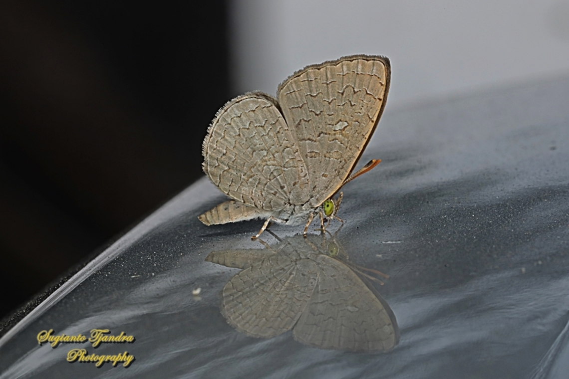 Apefly Butterfly, Spalgis epius  Apefly,Geotagged,Indonesia,Spalgis epeus,Winter