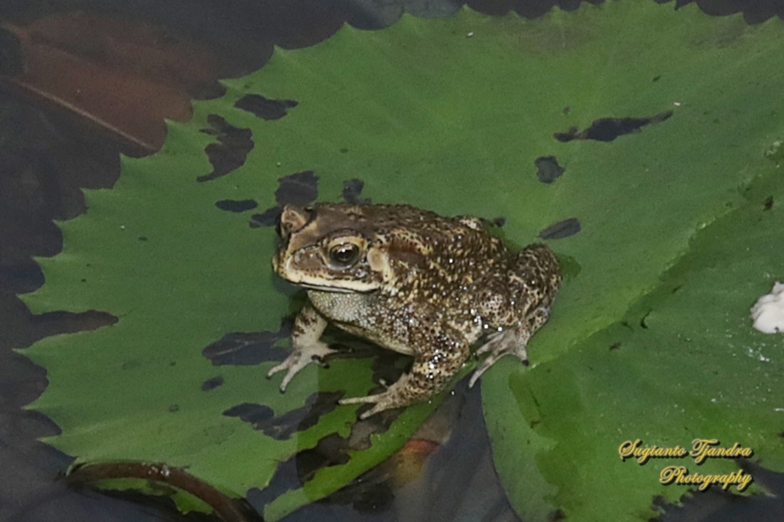 Asian Common Toad, Duttaphrynus melanostictus  Asian Common Toad,Duttaphrynus melanostictus,Geotagged,Indonesia,Winter