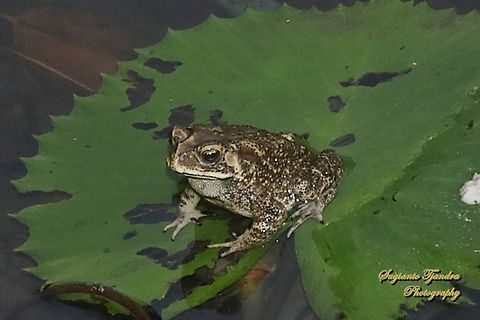 Asian Common Toad, Duttaphrynus melanostictus  Asian Common Toad,Duttaphrynus melanostictus,Geotagged,Indonesia,Winter