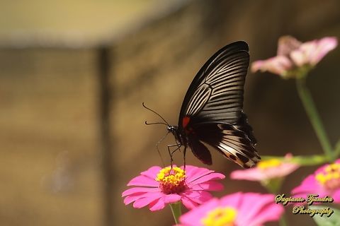 Great Mormon Butterfly, Papilio memnon memnon f. hiera  Geotagged,Great Mormon,Indonesia,Papilio memnon,Winter