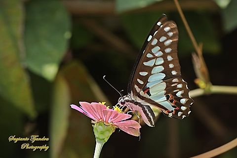 Common Jay, Graphium doson evemonides  Common Jay,Geotagged,Graphium doson,Indonesia,Winter