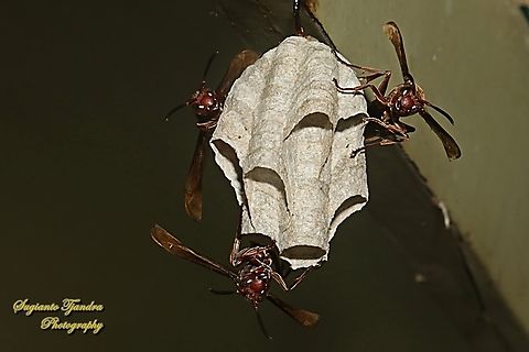 Paper Wasp, Polistes sp., family Vespidae  Geotagged,Indonesia,Winter