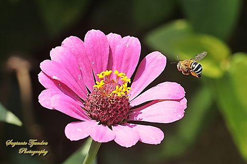 Blue Banded Bee, Subgenus Zonamegilla  Geotagged,Indonesia,Winter