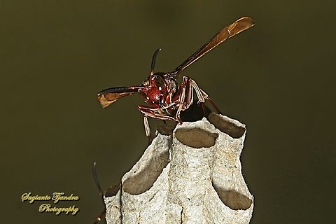 Paper Wasp, Polistes sp., family Vespidae  Geotagged,Indonesia,Winter