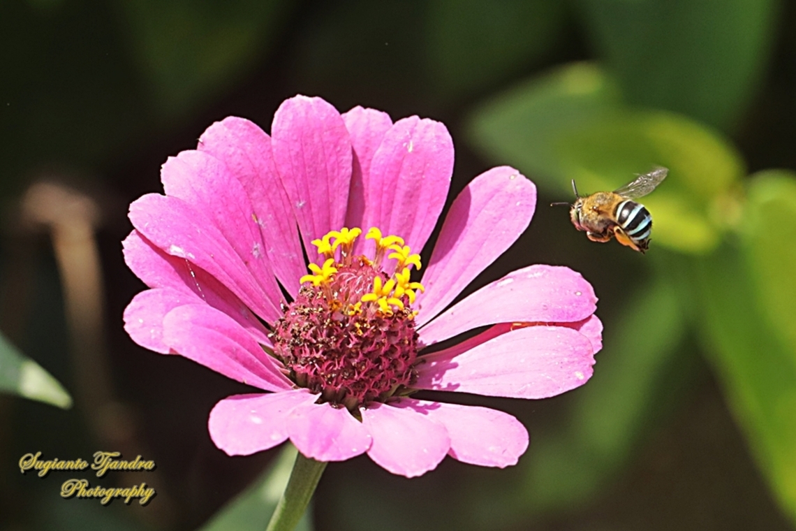 Blue Banded Bee, Subgenus Zonamegilla  Amegilla cingulata,Blue banded bee,Elegant Zinnia,Geotagged,Indonesia,Winter,Zinnia elegans