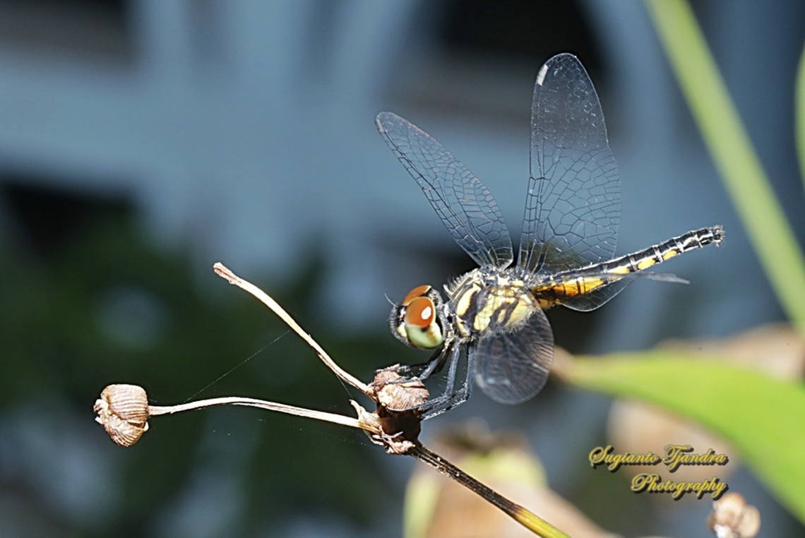 Blue Adjutant, Aethriamanta aethra  Aethriamanta aethra,Geotagged,Indonesia,Winter