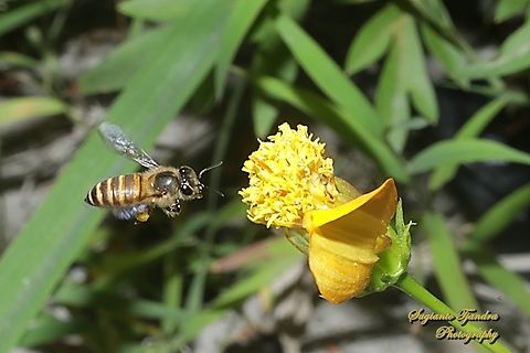 Asian Honey Bee, Apis cerana "looking for nectar"  Apis cerana,Eastern honey bee,Geotagged,Indonesia,Winter
