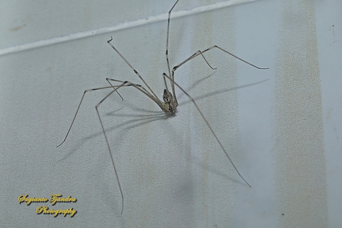 Tailed Cellar Spider, Crossopriza lyoni, family Pholcidae  Crossopriza lyoni,Geotagged,Indonesia,Tailed cellar spider,Winter