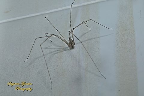 Tailed Cellar Spider, Crossopriza lyoni, family Pholcidae  Crossopriza lyoni,Geotagged,Indonesia,Tailed cellar spider,Winter