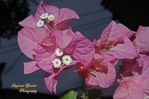 Paperflower, Bougainvillea glabra  Bougainvillea glabra,Geotagged,Indonesia,Lesser bougainvillea,Winter