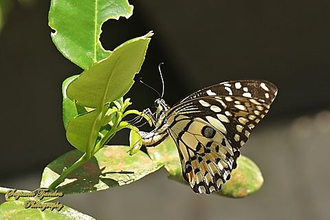 Common Lime butterfly, Papilio demoleus  Geotagged,Indonesia,Lime Swallowtail,Papilio demoleus,Winter