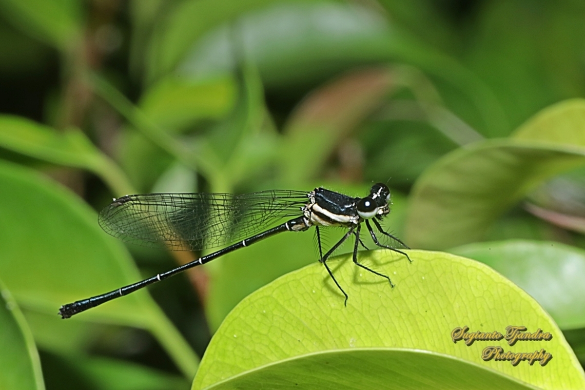 Marsh Dancer Damselfly, Onychargia atrocyana  Geotagged,Indonesia,Marsh dancer,Onychargia atrocyana,Winter
