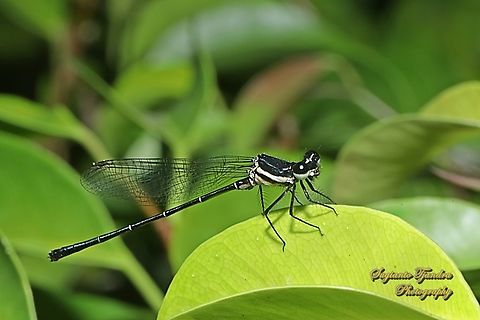 Marsh Dancer Damselfly, Onychargia atrocyana  Geotagged,Indonesia,Marsh dancer,Onychargia atrocyana,Winter