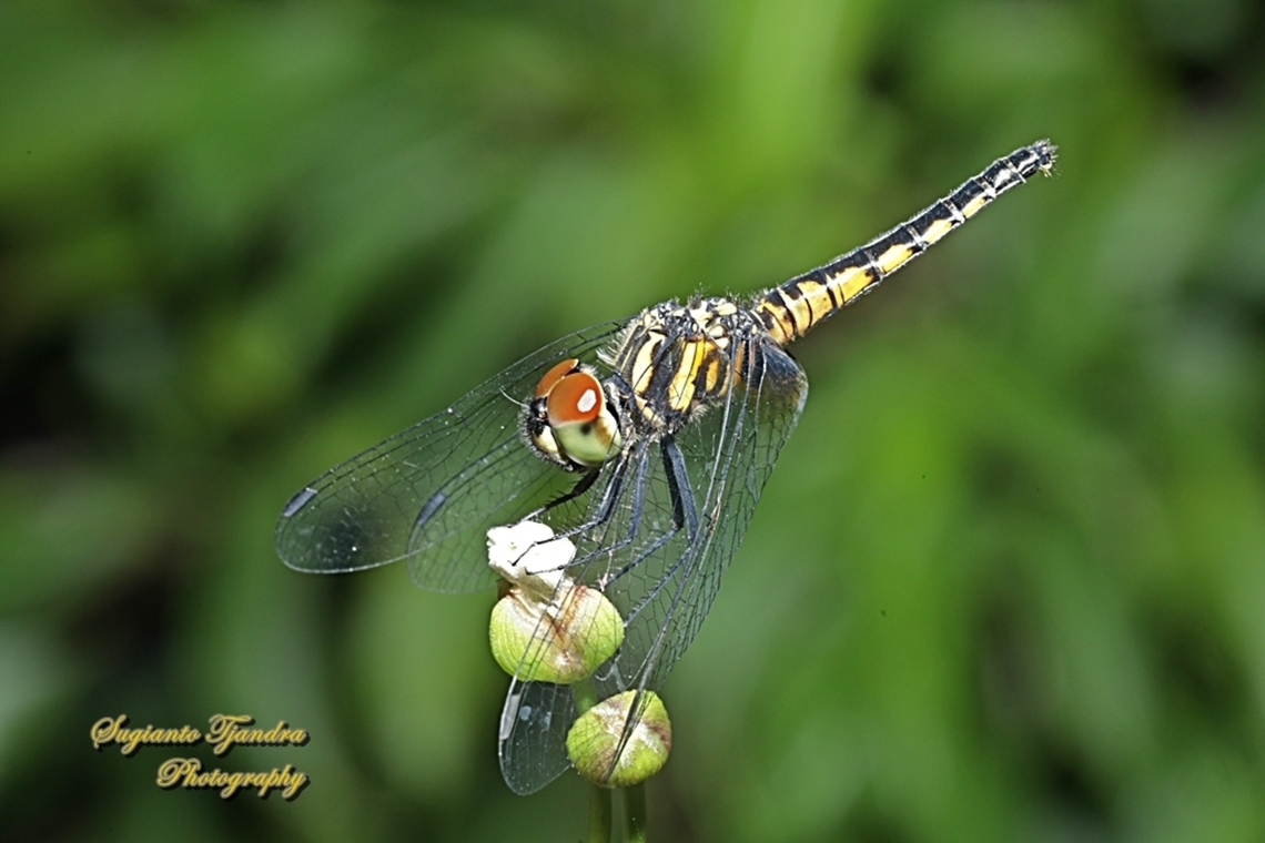 Blue Adjutant, Aethriamanta aethra  Aethriamanta aethra,Blue Adjutant,Geotagged,Indonesia,Winter