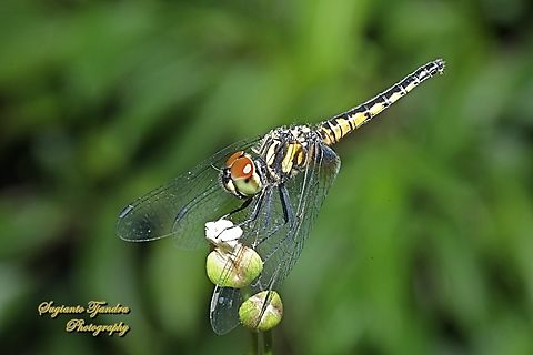 Blue Adjutant, Aethriamanta aethra  Aethriamanta aethra,Blue Adjutant,Geotagged,Indonesia,Winter