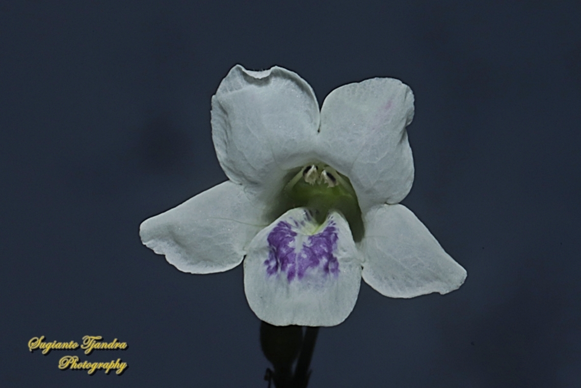 Chinese Violet Weed flower, Asystasia gangetica  Asystasia gangetica,Chinese violet,Geotagged,Indonesia,Winter