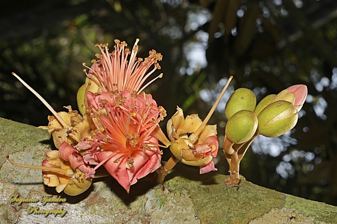 Durian flower, Durio zibethinus  Durian,Durio zibethinus,Geotagged,Indonesia,Winter