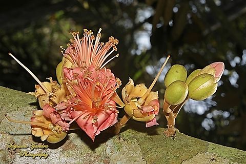 Durian flower, Durio zibethinus  Durian,Durio zibethinus,Geotagged,Indonesia,Winter